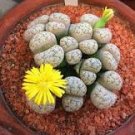 Lithops Flower 200 PCS Seeds