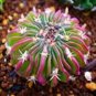 Lithops Flower 200 PCS Seeds