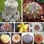 Lithops Flower 200 PCS Seeds
