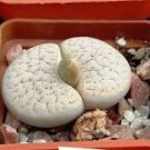Lithops gracilidelineata C243 Succulents Garden Plants 100 PCS Seeds Lithops gracilidelineata C243 Succulents Garden Plants 100 PCS Seeds