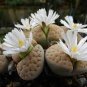 Lithops gracilidelineata C243 Succulents Garden Plants 100 PCS Seeds
