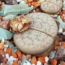 Lithops gracilidelineata C385 Succulents Garden Plants 100 PCS Seeds