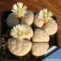Lithops gracilidelineata C385 Succulents Garden Plants 100 PCS Seeds