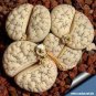 Lithops gracilidelineata C385 Succulents Garden Plants 100 PCS Seeds