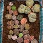 Lithops gracilidelineata Succulents Garden Plants 100 PCS Seeds