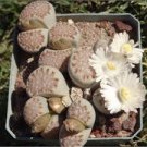 Lithops julii C161 Succulents Garden Plants 100 PCS Seeds
