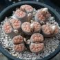 Lithops karasmonta Succulents Garden Plants 100 pcs Seeds