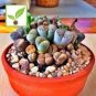 Lithops karasmonta Succulents Garden Plants 100 pcs Seeds