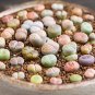 Lithops karasmontana C225 Succulents Garden Plants 100 PCS Seeds