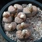 Lithops karasmontana C225 Succulents Garden Plants 100 PCS Seeds