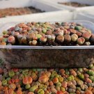 Lithops karasmontana C226 Succulents Garden Plants 100 PCS Seeds Lithops karasmontana C226 Succulents Garden Plants 100 PCS Seeds