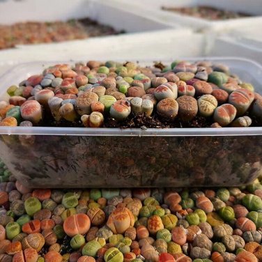 Lithops karasmontana C226 Succulents Garden Plants 100 PCS Seeds