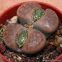 Lithops karasmontana C226 Succulents Garden Plants 100 PCS Seeds