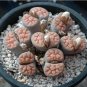 Lithops karasmontana C226 Succulents Garden Plants 100 PCS Seeds