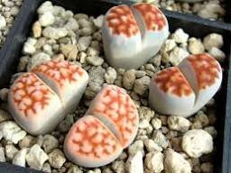 Lithops Karasmotana Var mickbergensis 10 PCS Seeds