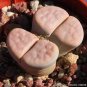 Lithops Karasmotana Var mickbergensis 10 PCS Seeds