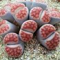 Lithops Karasmotana Var mickbergensis 10 PCS Seeds