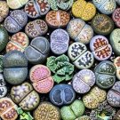 Lithops lesliei C341 Succulents Garden Plants 100 PCS Seeds