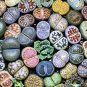 Lithops lesliei C341 Succulents Garden Plants 100 PCS Seeds