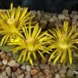 Lithops lesliei C341 Succulents Garden Plants 100 PCS Seeds