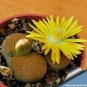 Lithops lesliei C341 Succulents Garden Plants 100 PCS Seeds