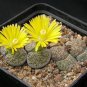 Lithops lesliei C341 Succulents Garden Plants 100 PCS Seeds