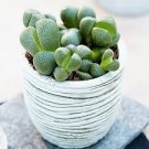 LITHOPS lesliei mix Succulents Garden Plants 100 PCS Seeds