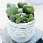 LITHOPS lesliei mix Succulents Garden Plants 100 PCS Seeds