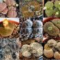 LITHOPS lesliei mix Succulents Garden Plants 100 PCS Seeds