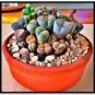 Lithops Mixed 200 PCS Seeds
