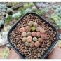 Lithops Mixed 1000 PCS Seeds
