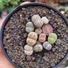 Lithops Mixed 9 Types Succulent 10 PCS Seeds Lithops Mixed 9 Types Succulent 10 PCS Seeds