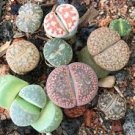 Lithops Mixed 10 Types of Living Stones 10 PCS Seeds