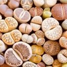 Lithops Mixed 36 Types Imported 100 PCS Seeds