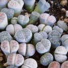 Lithops Mixed Rare 10 PCS Seeds
