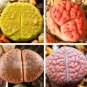 Lithops Mixed Rare 10 PCS Seeds