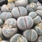 Lithops olivacea v neobrownii Rare Cactus Succulent Living 20 PCS Seeds
