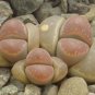 Lithops olivacea v neobrownii Rare Cactus Succulent Living 20 PCS Seeds