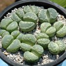 Lithops otzeniana C128A Succulents Garden Plants 100 PCS Seeds