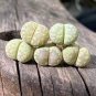 Lithops otzeniana C128A Succulents Garden Plants 100 PCS Seeds