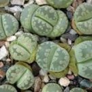Lithops otzeniana green attempts Succulents Garden Plants 100 PCS Seeds