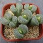 Lithops otzeniana green attempts Succulents Garden Plants 100 PCS Seeds