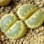 Lithops otzeniana green attempts Succulents Garden Plants 100 PCS Seeds