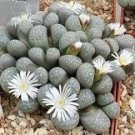 LITHOPS otzeniana Succulents Garden Plants 100 PCS Seeds