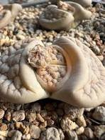 Lithops pseudotruncatella c187 Garden Plants 100 PCS Seeds