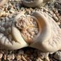 Lithops pseudotruncatella c187 Garden Plants 100 PCS Seeds