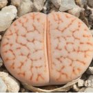Lithops pseudotruncatella C357 Garden Plants 100 PCS Seeds