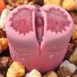 Lithops salicola Bacchus Succulents Garden Plants 100 PCS Seeds