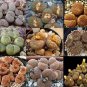 Lithops Succulents Garden Plants 100 PCS Seeds
