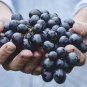 Little Bee' Black Grape Fruit 100 PCS Seeds